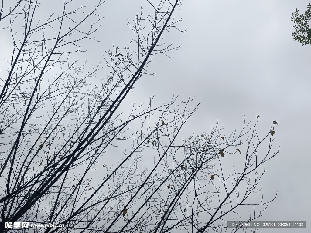 冬日枯树枝干景象