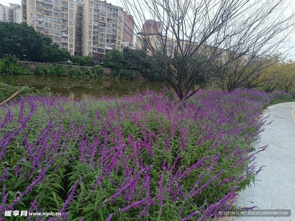 城市小径旁的绚烂紫色花丛
