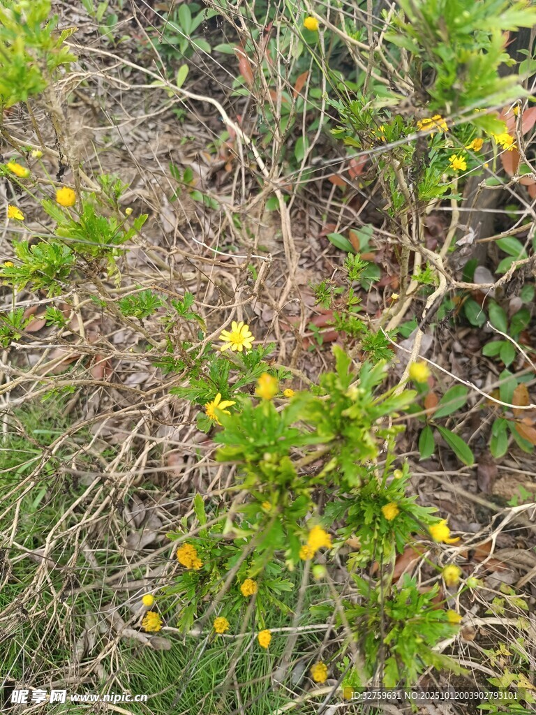 野外丛生的黄色小花植物