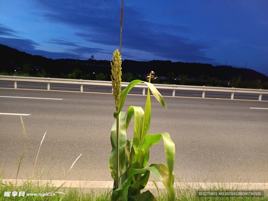公路旁的玉米植株