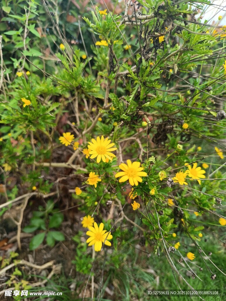 草丛中的黄色小花绽放