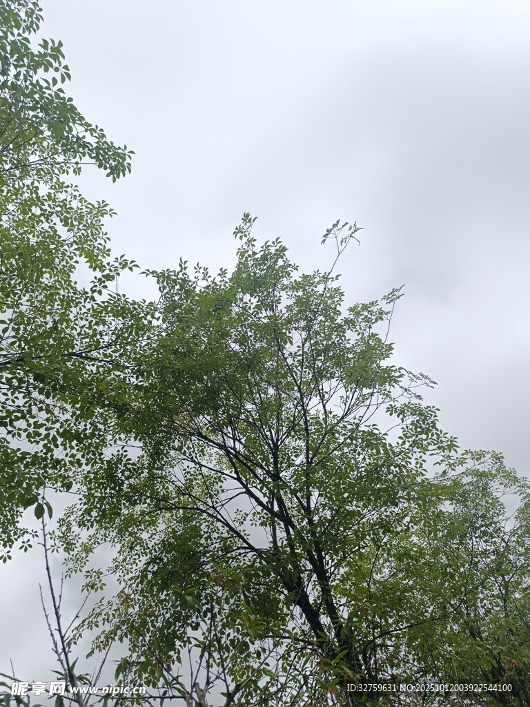 绿树映天 