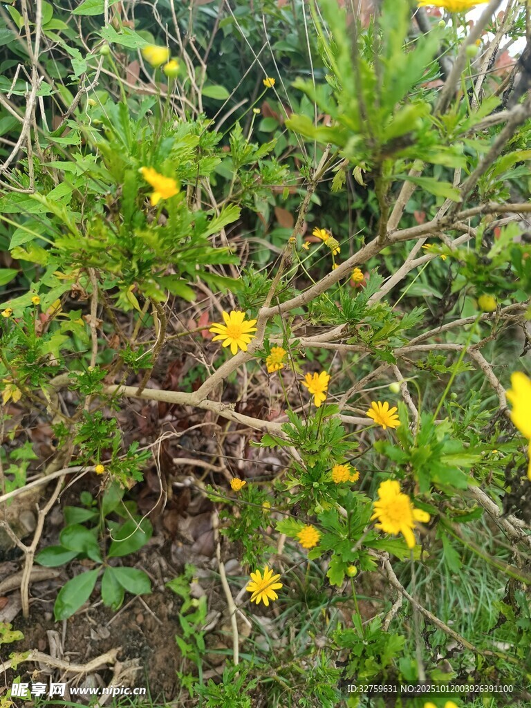 野外绽放的黄色小花