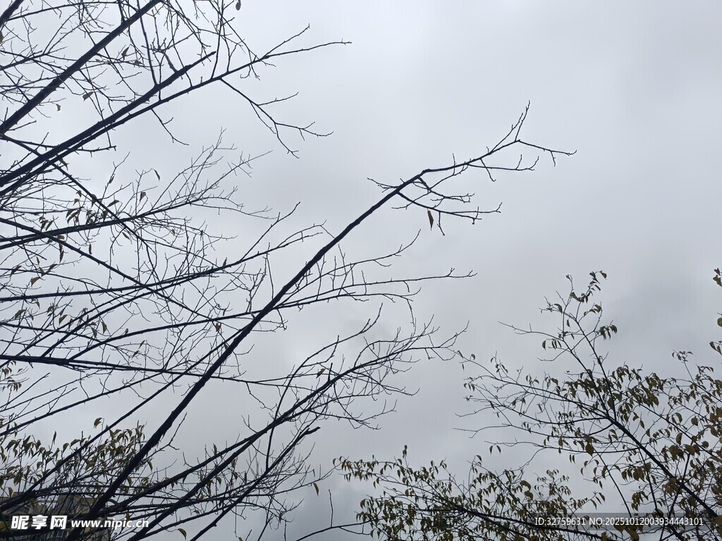 枯枝伸向灰白天空