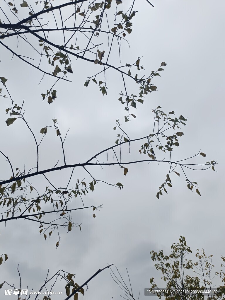 枝头枯叶 