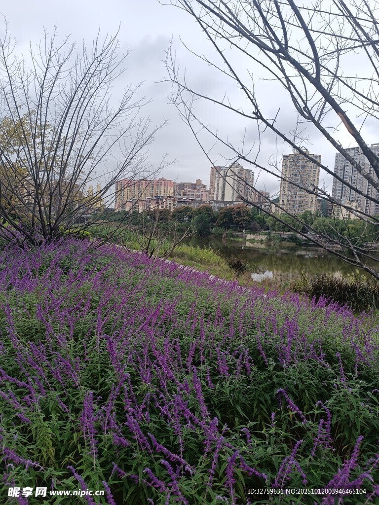 紫色花海与远处建筑景观