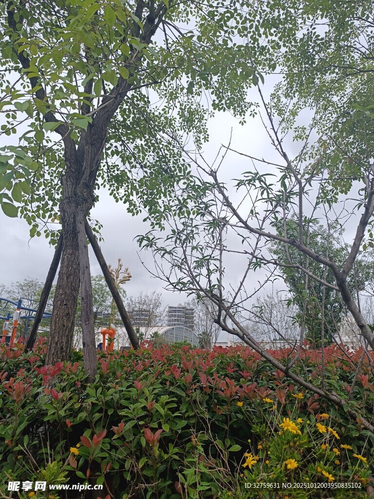 雨中树木与繁茂花草景观