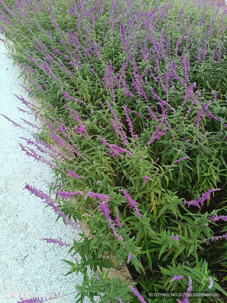 紫色花丛小径