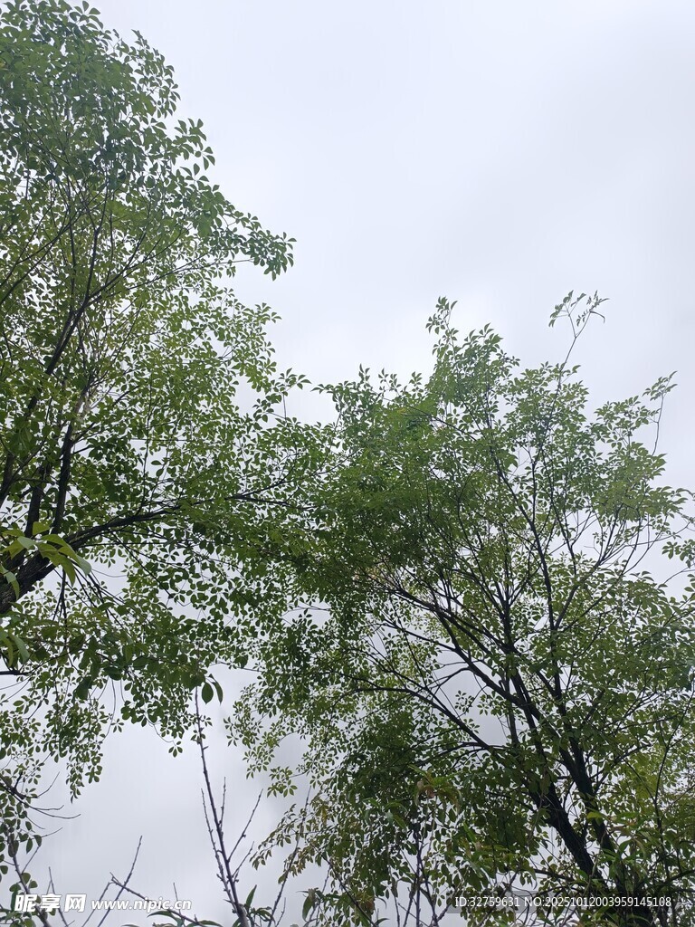 仰视葱郁树木