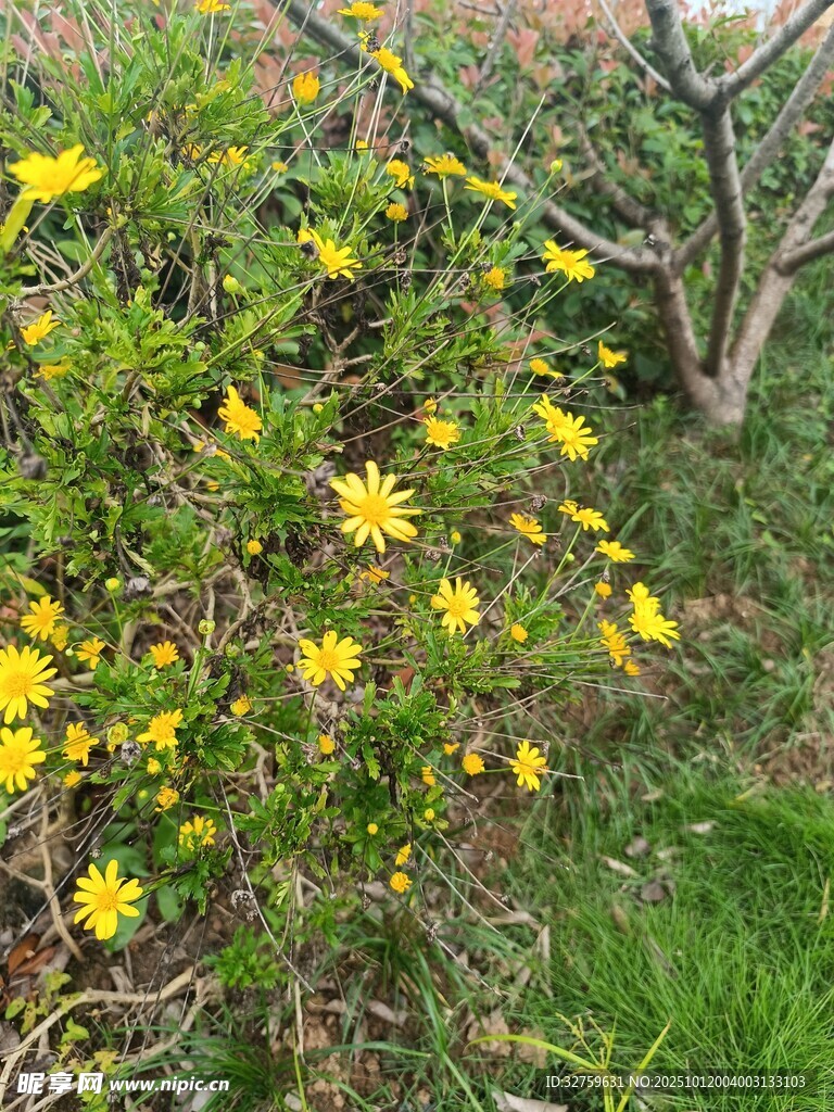 枝头绽放的明黄色小花