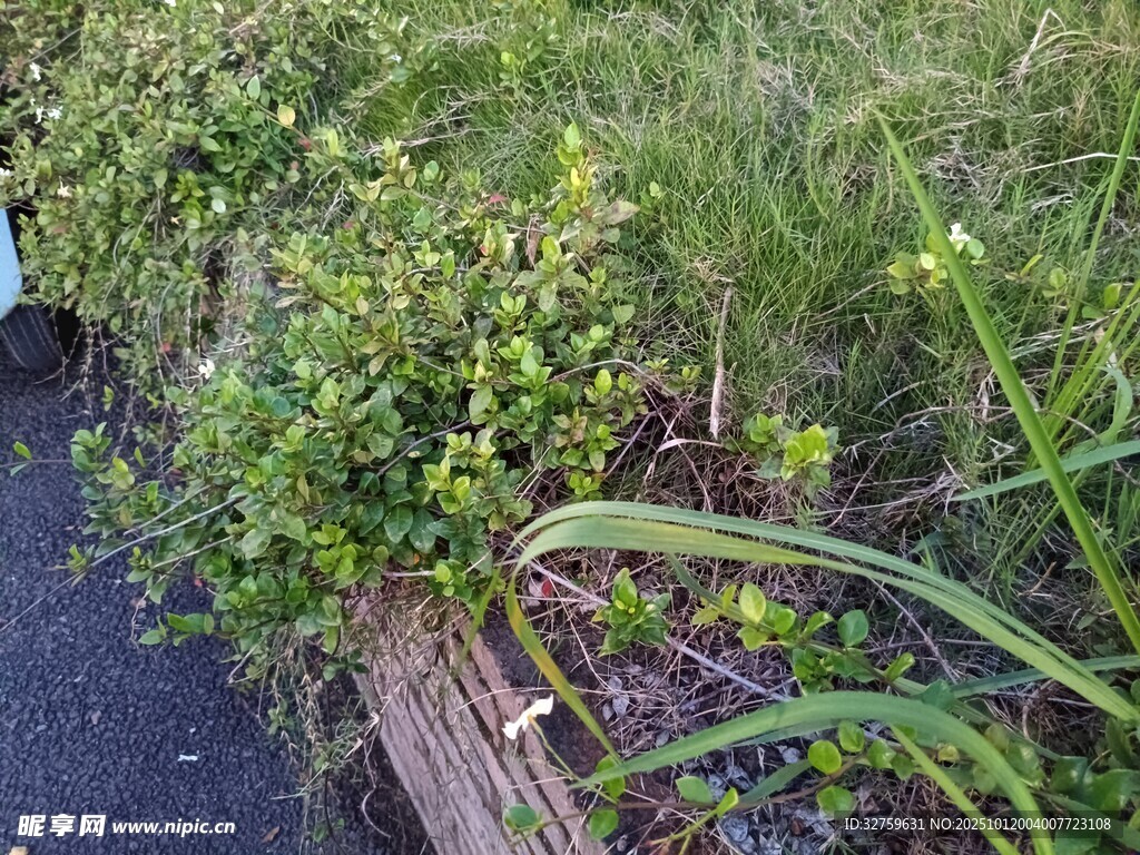 户外绿植景观一角