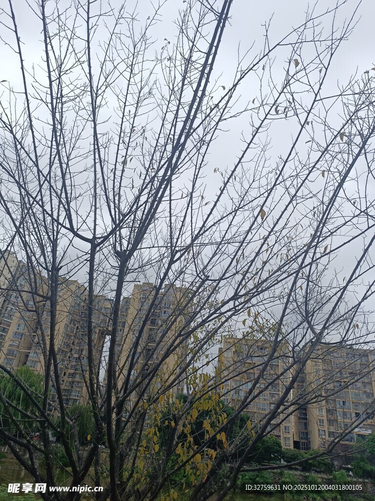 冬日光秃树枝与背景建筑