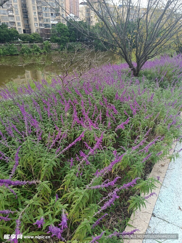 紫色花卉装点的河畔景致
