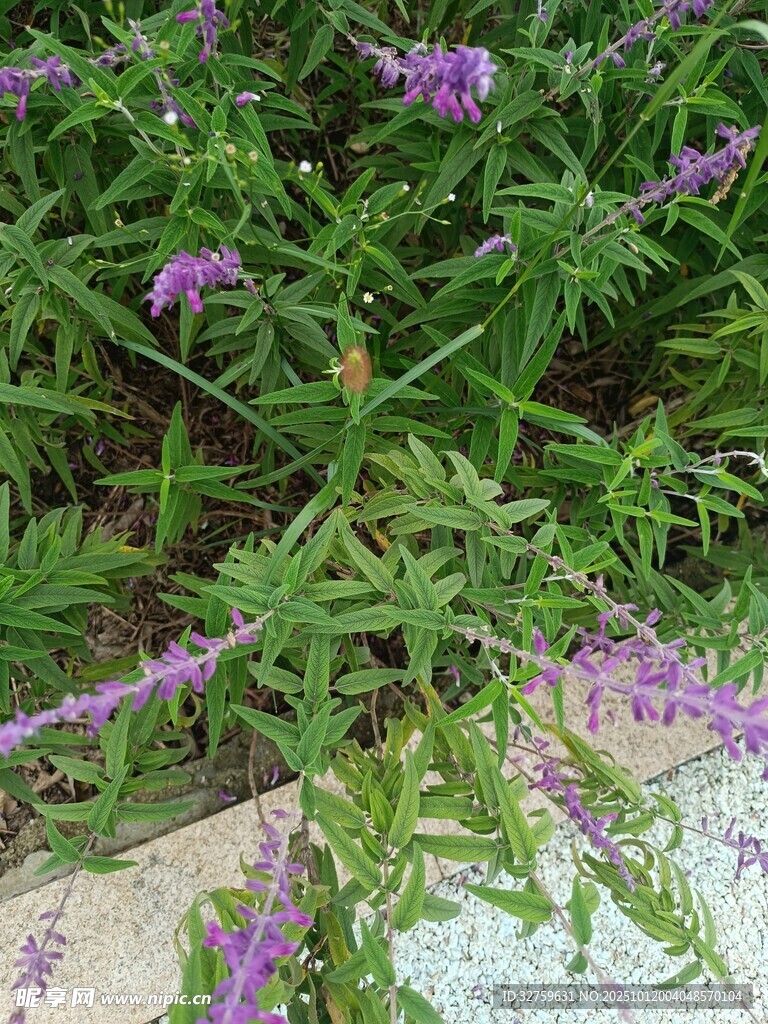 紫色小花植物特写