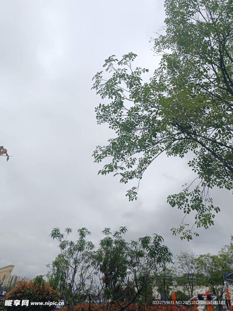 阴天中的绿树景观