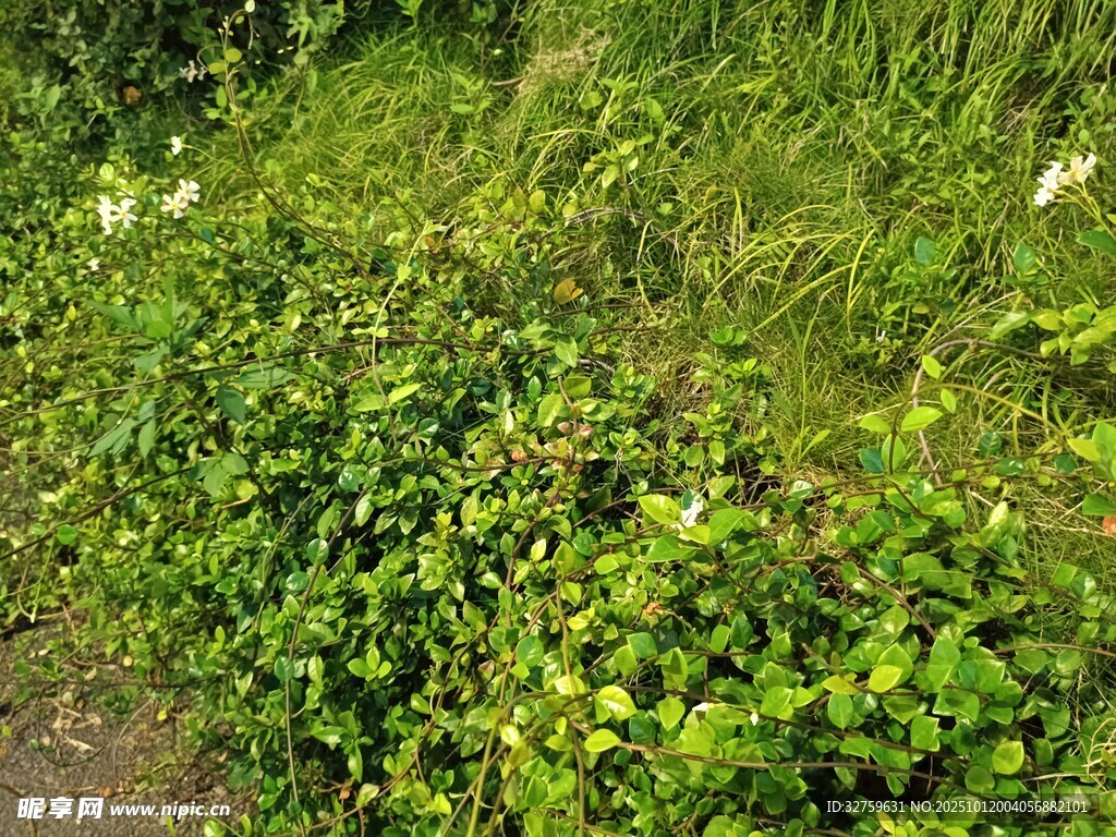 路边繁茂的绿色植物