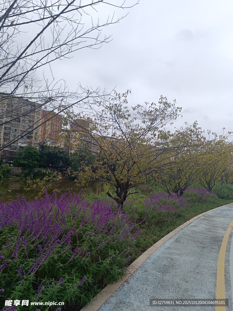 路边紫色花丛与树木景观