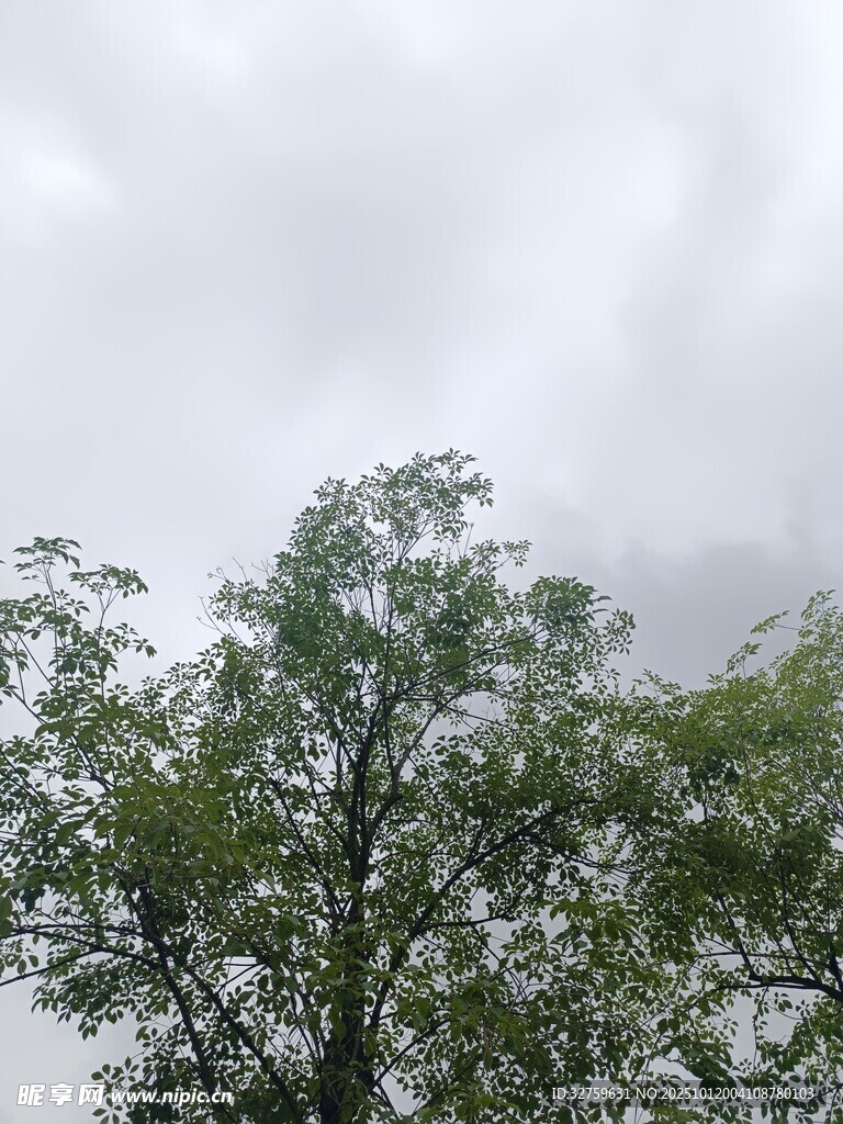 云雾中葱郁的树梢