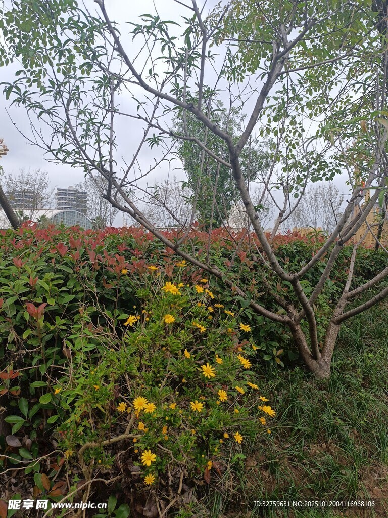 秋日园林中的繁茂植物景观