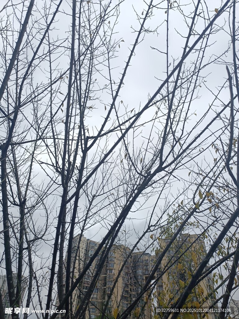 冬日光秃树枝景象