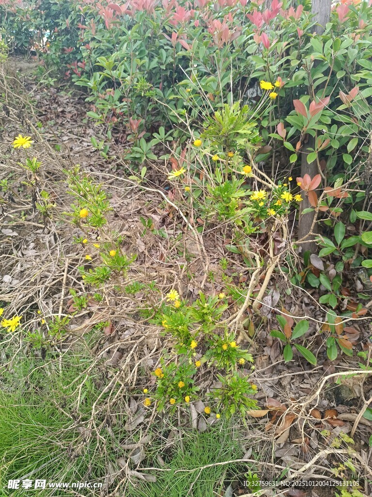 野外绿植与花卉景观