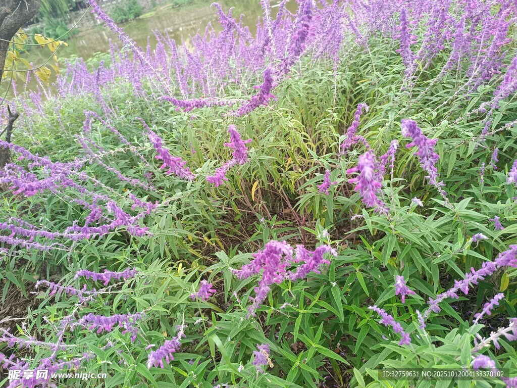 紫色花丛美景