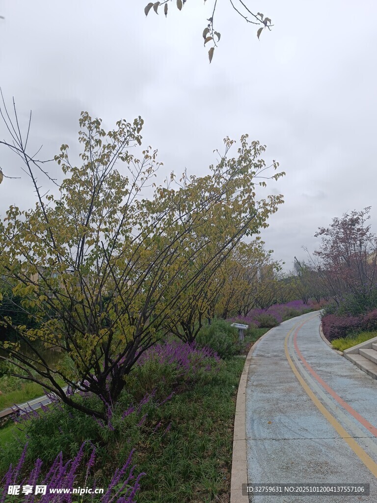 春日小径旁的繁花绿树