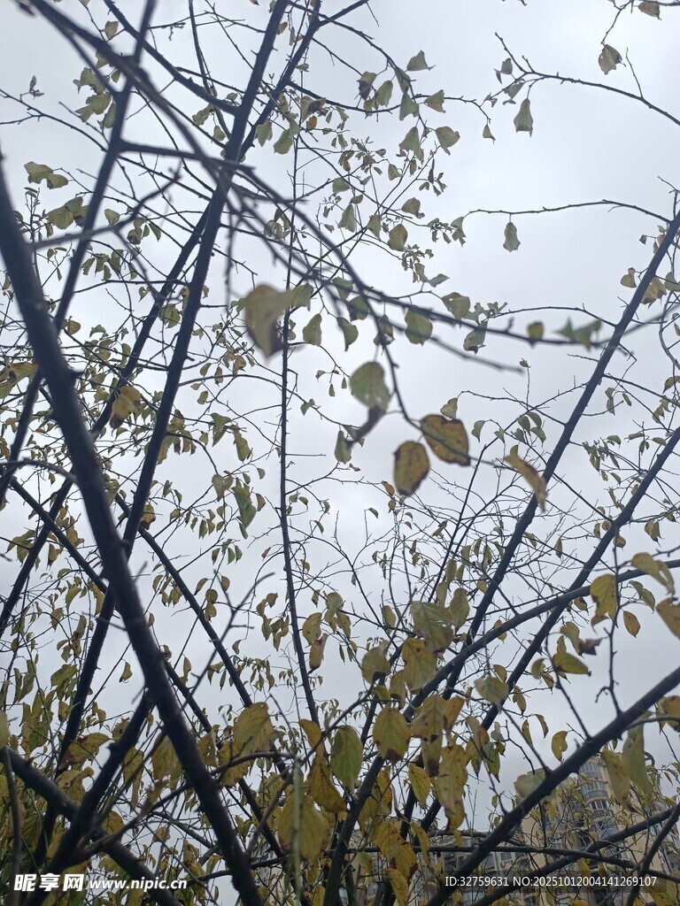 秋日树枝与稀疏黄叶