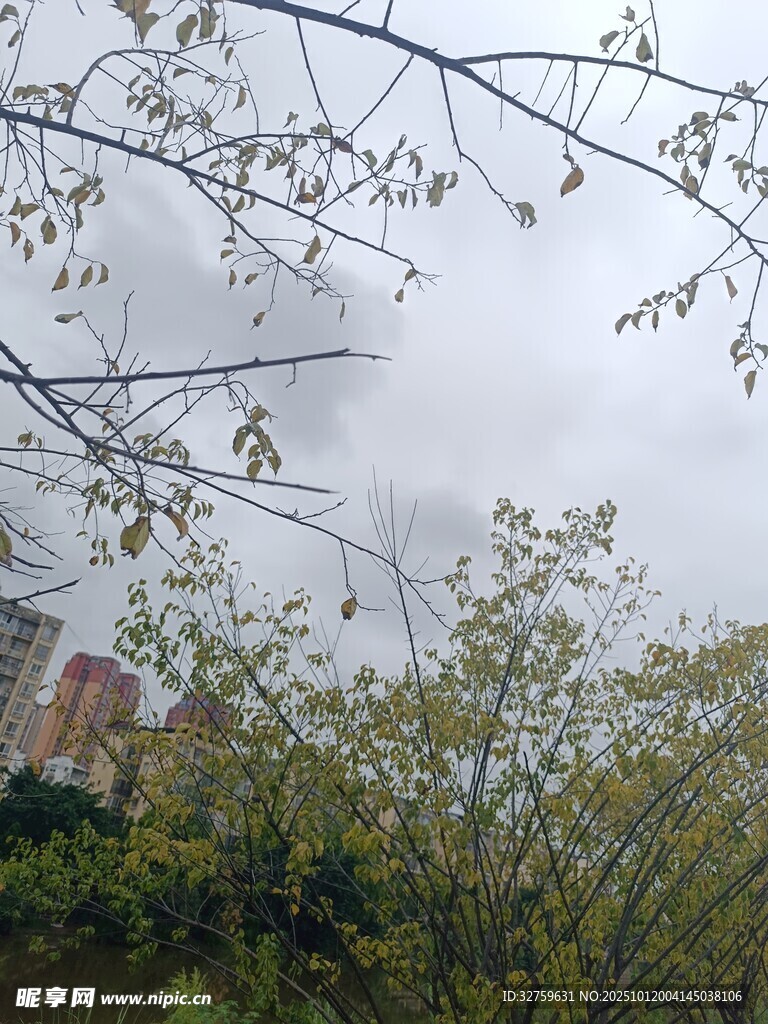树梢间的天空与高楼