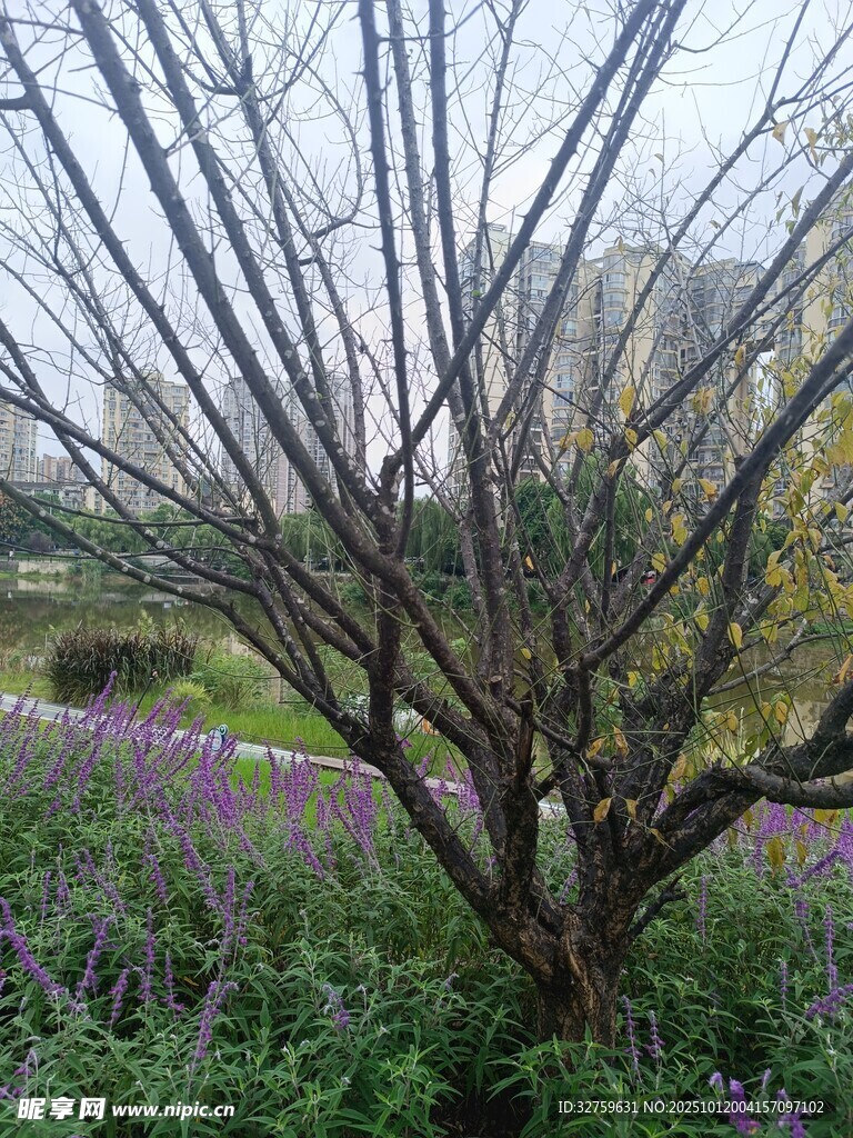 春日繁花旁的光秃树木