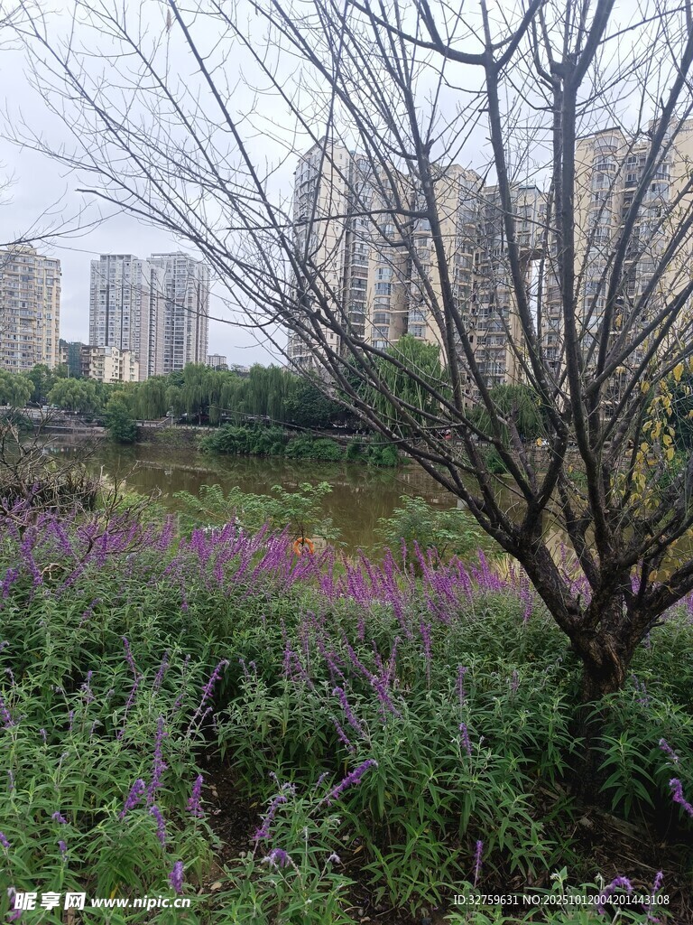 城市中绽放的野花与孤树
