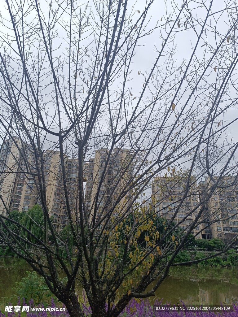 雨中光秃树木与远处建筑