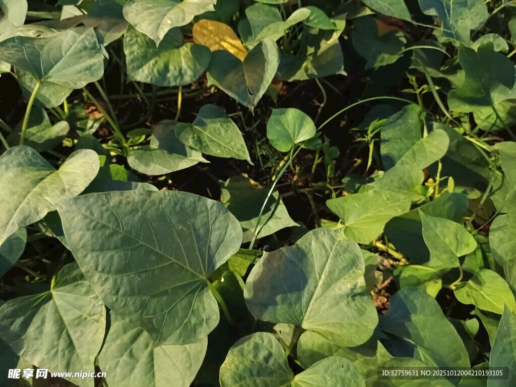 绿叶繁茂的植物景观