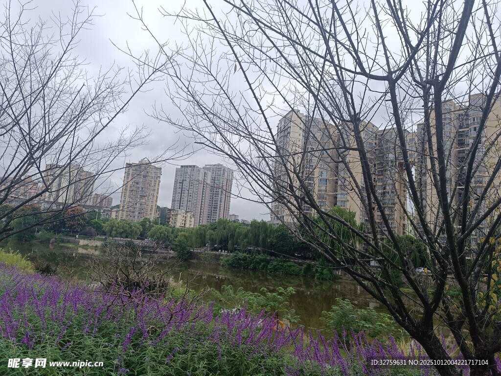 城市中绽放的紫色花丛景观