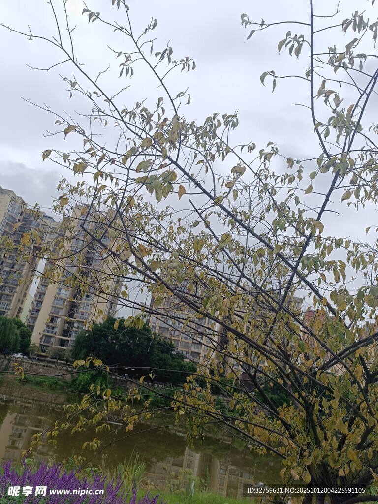湖畔繁花与楼宇相映成趣