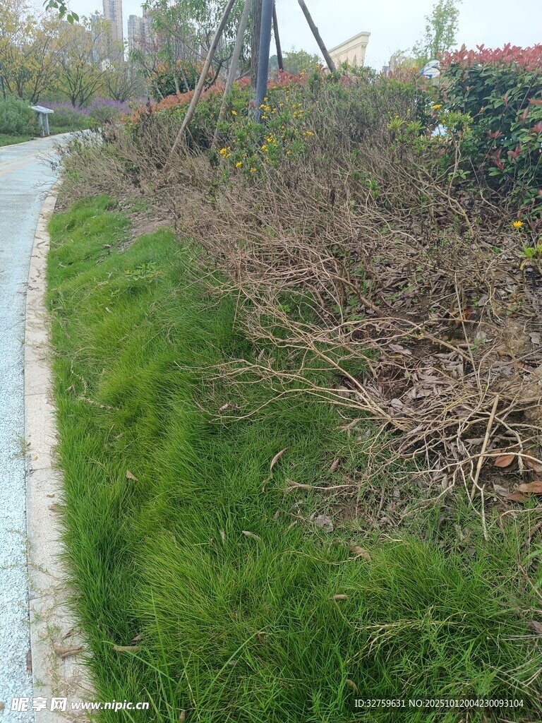 路边翠绿草地与枯枝干