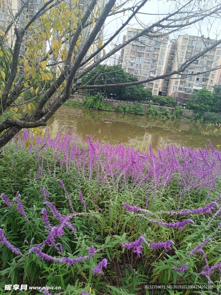 湖畔紫花绽放的自然美景