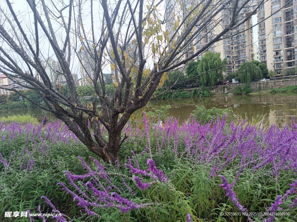湖畔紫花与枯树的景致