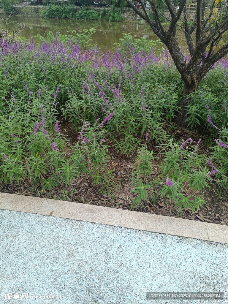 路边绿植景观