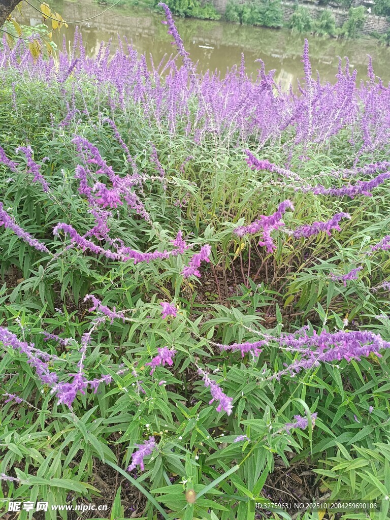 紫色花卉植物景观