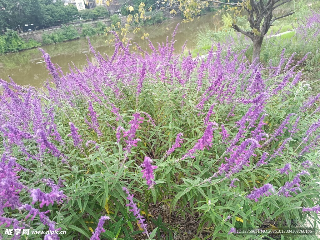 紫色花丛绽放自然美景