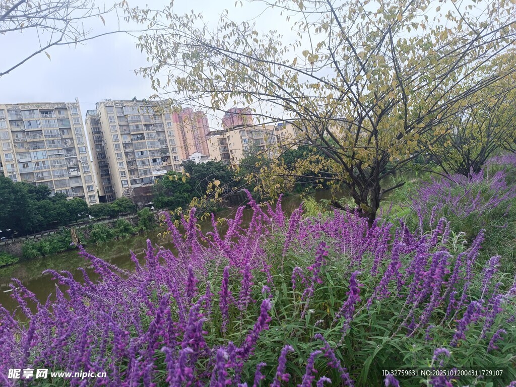 城市中绽放的紫色花卉景观