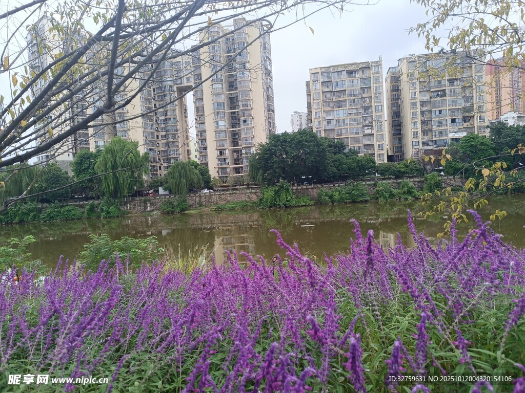 湖畔紫花与林立高楼
