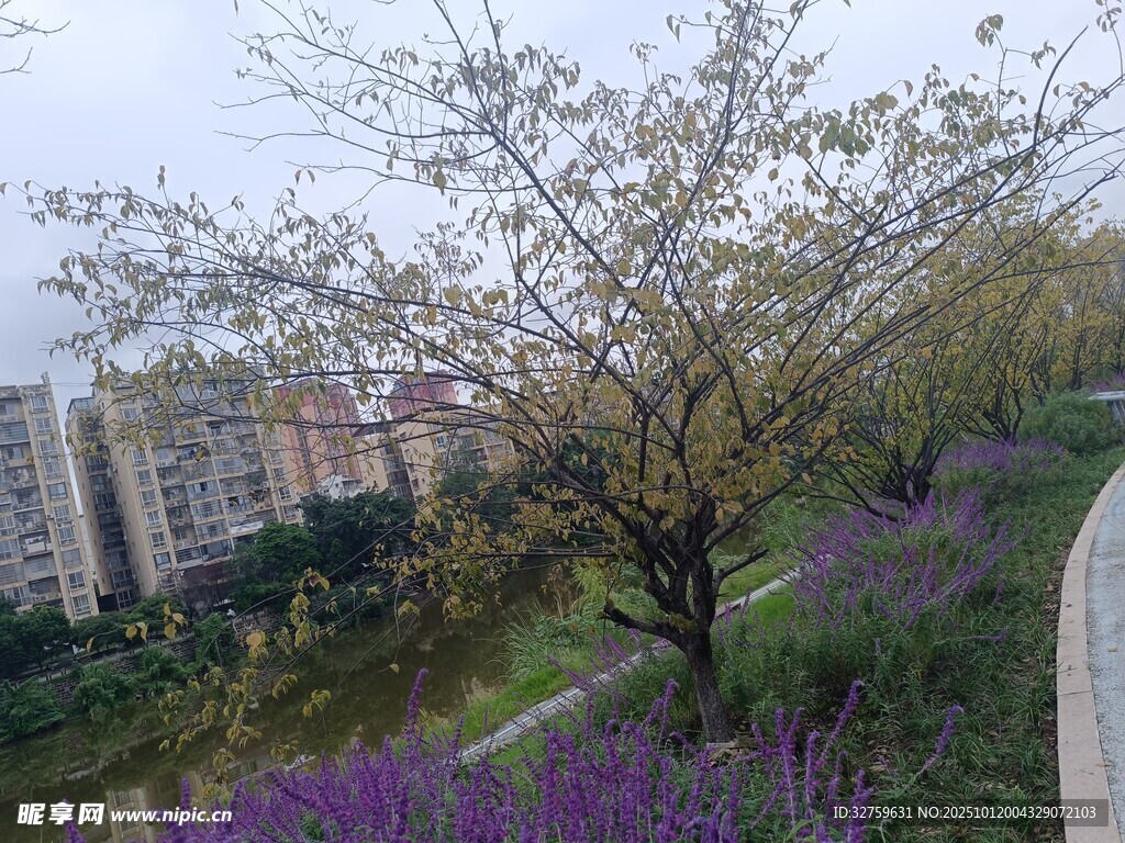 春日繁花小径风景