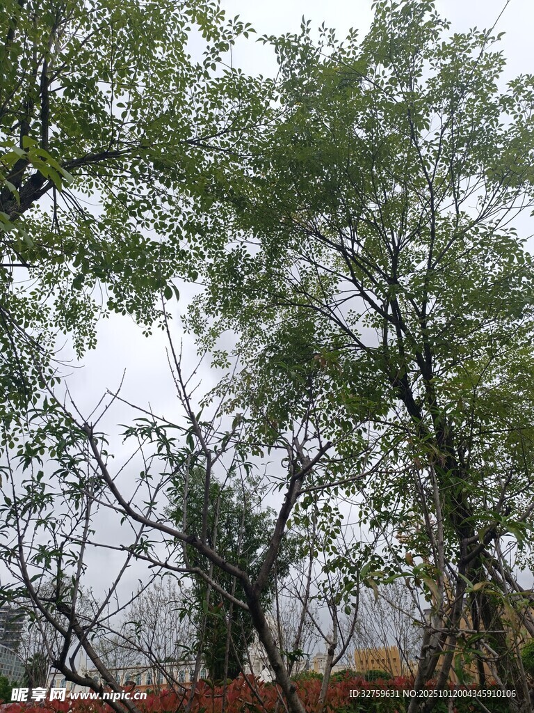 树林中的繁茂绿树