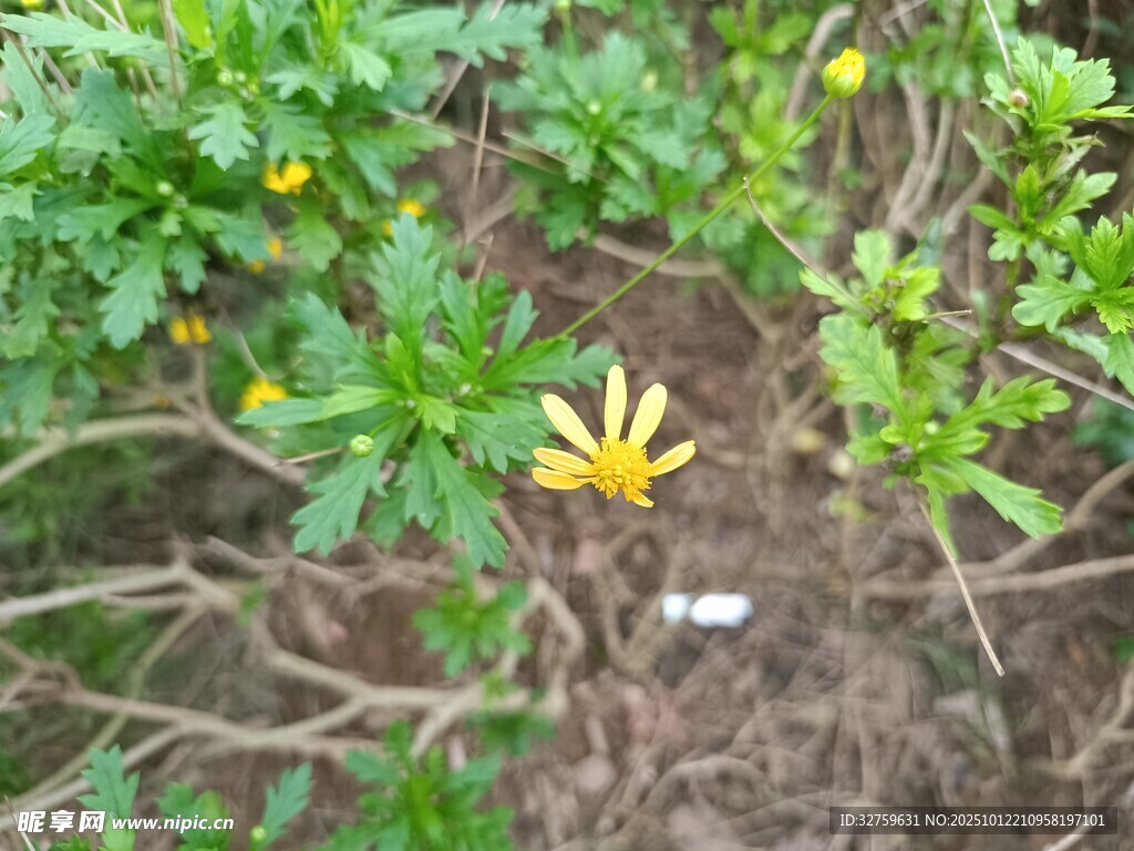 草丛中的黄色小花
