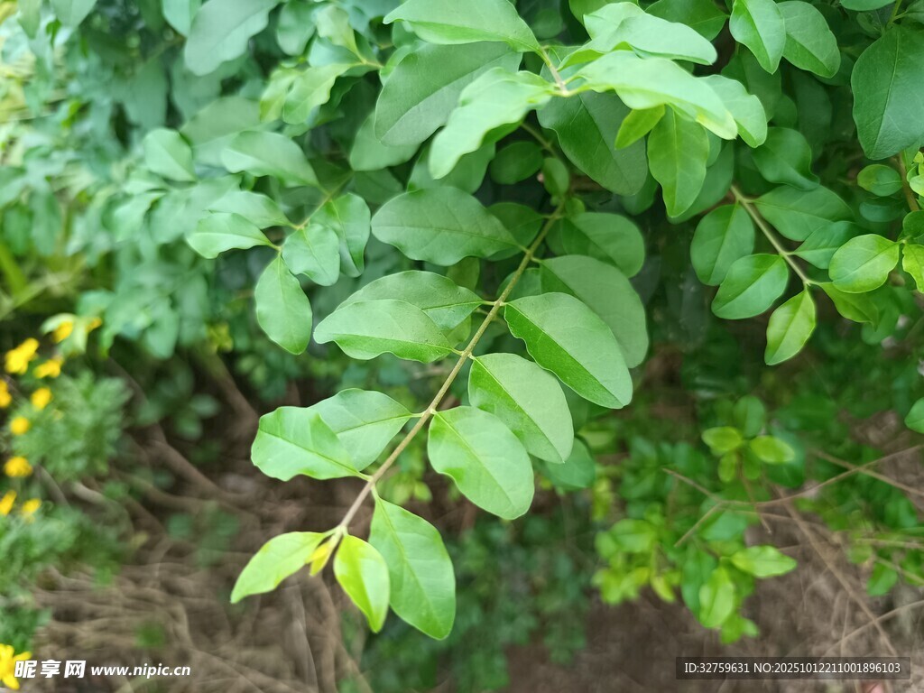 翠绿繁茂的植物枝叶
