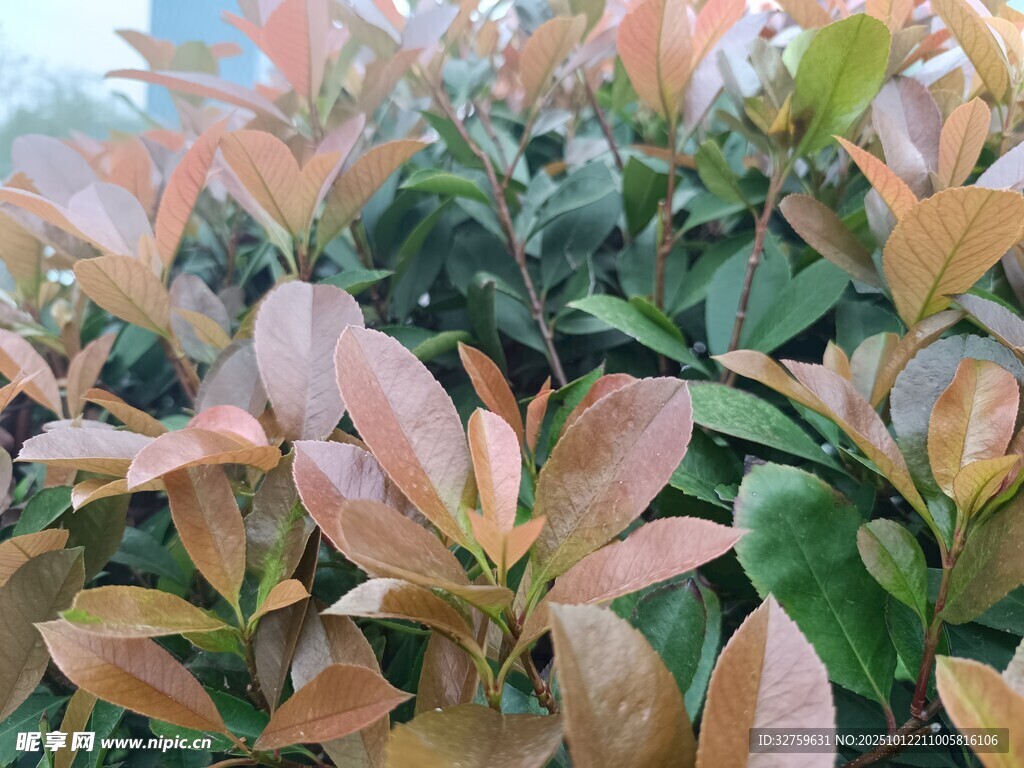 红叶植物特写