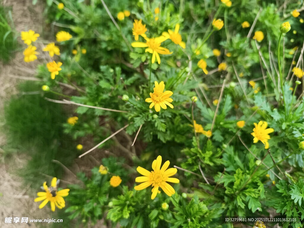 黄色小花绽放于绿叶间