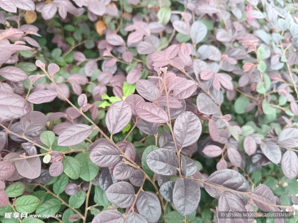 紫叶植物特写